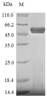 Greater than 90% as determined by SDS-PAGE.