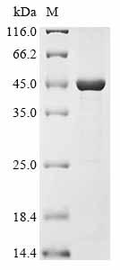 Greater than 90% as determined by SDS-PAGE.