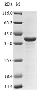 Greater than 85% as determined by SDS-PAGE.