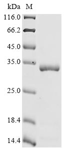 Greater than 90% as determined by SDS-PAGE.