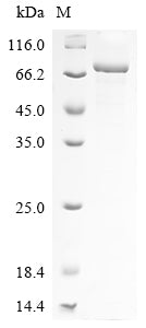 Greater than 85% as determined by SDS-PAGE.