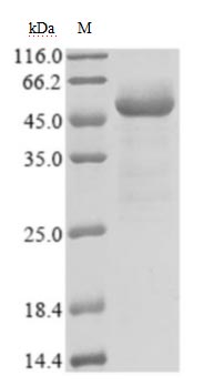 Greater than 85% as determined by SDS-PAGE.