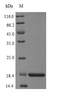 Greater than 90% as determined by SDS-PAGE.