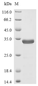 Greater than 85% as determined by SDS-PAGE.