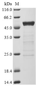 Greater than 83% as determined by SDS-PAGE.