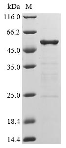 Greater than 84% as determined by SDS-PAGE.