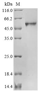 Greater than 95% as determined by SDS-PAGE.