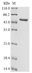 Greater than 90% as determined by SDS-PAGE.