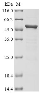 Greater than 85% as determined by SDS-PAGE.