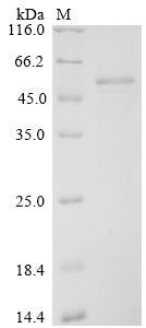 Greater than 90% as determined by SDS-PAGE.