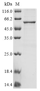 Greater than 85% as determined by SDS-PAGE.