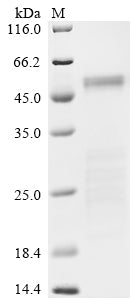 Greater than 85% as determined by SDS-PAGE.