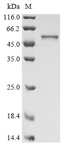 Greater than 85% as determined by SDS-PAGE.