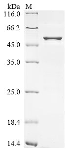 Greater than 85% as determined by SDS-PAGE.