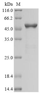 Greater than 93% as determined by SDS-PAGE.