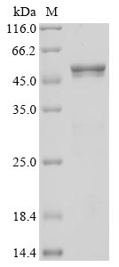 Greater than 95% as determined by SDS-PAGE.