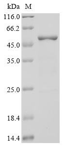 Greater than 93% as determined by SDS-PAGE.