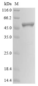 Greater than 94% as determined by SDS-PAGE.