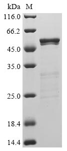 Greater than 85% as determined by SDS-PAGE.