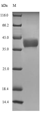 Greater than 90% as determined by SDS-PAGE.