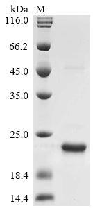 Greater than 90% as determined by SDS-PAGE.