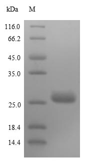 Greater than 85% as determined by SDS-PAGE.