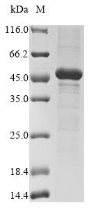 Greater than 85% as determined by SDS-PAGE.