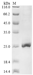 Greater than 85% as determined by SDS-PAGE.