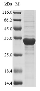 Greater than 85% as determined by SDS-PAGE.