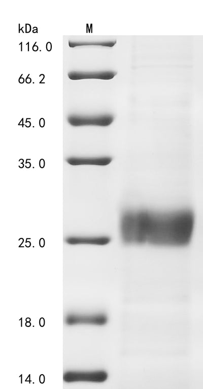 Greater than 85% as determined by SDS-PAGE.