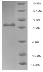 Greater than 90% as determined by SDS-PAGE.