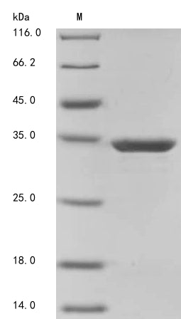 Greater than 90% as determined by SDS-PAGE.