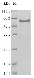 Greater than 85% as determined by SDS-PAGE.