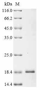 Greater than 85% as determined by SDS-PAGE.