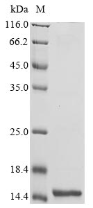 Greater than 90% as determined by SDS-PAGE.