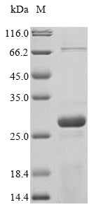 Greater than 85% as determined by SDS-PAGE.