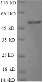 Greater than 90% as determined by SDS-PAGE.