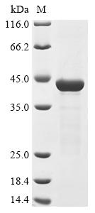 Greater than 90% as determined by SDS-PAGE.