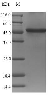 Greater than 90% as determined by SDS-PAGE.