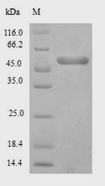 Greater than 90% as determined by SDS-PAGE.