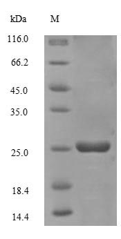 Greater than 90% as determined by SDS-PAGE.