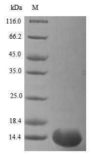 Greater than 85% as determined by SDS-PAGE.