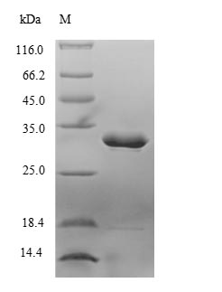 Greater than 85% as determined by SDS-PAGE.