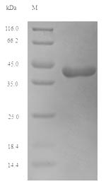 Greater than 90% as determined by SDS-PAGE.