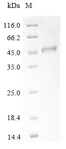 Greater than 90% as determined by SDS-PAGE.