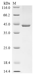 Greater than 85% as determined by SDS-PAGE.