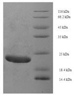 Greater than 90% as determined by SDS-PAGE.