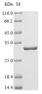 Greater than 90% as determined by SDS-PAGE.