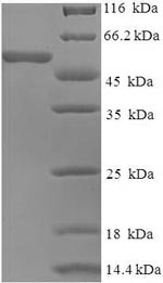 Greater than 90% as determined by SDS-PAGE.