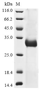 Greater than 85% as determined by SDS-PAGE.